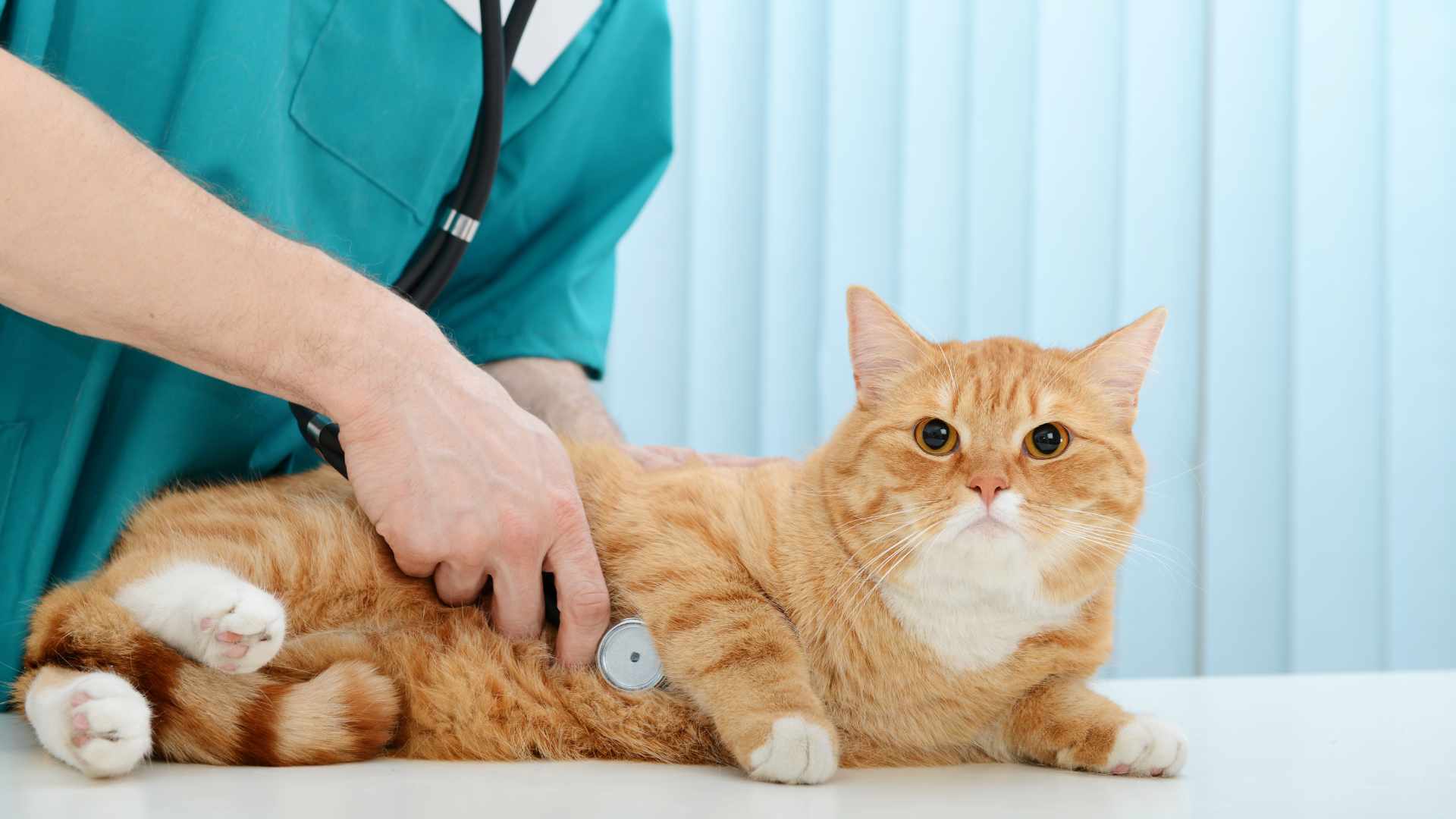La Ligua obtiene recursos para realizar <strong>1500 esterilizaciones</strong>